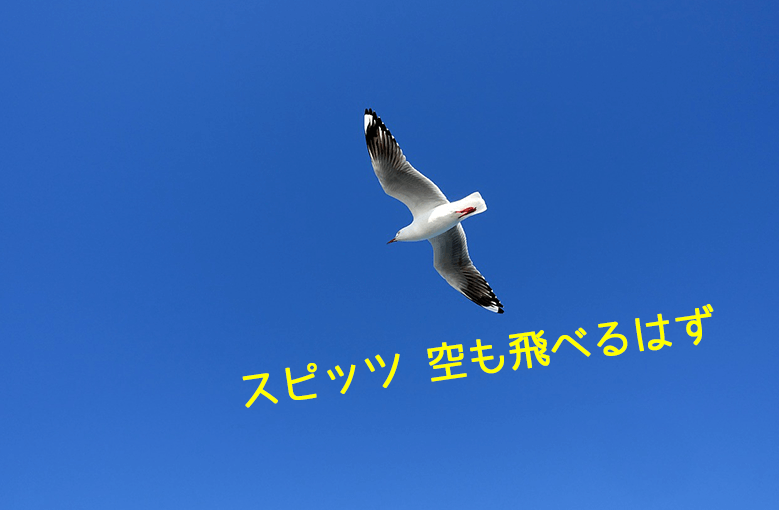 ギター初心者が1日で弾けるようになる！︎ スピッツ/空も飛べるはず
