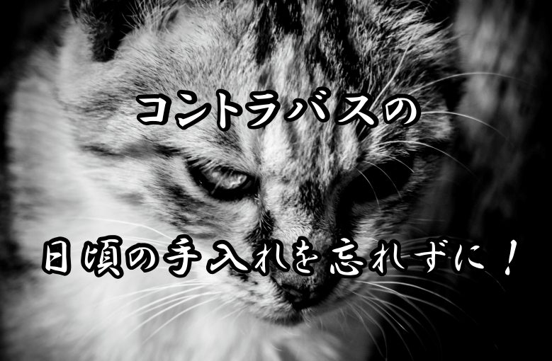 日頃の手入れを忘れずに、コントラバスのお手入れ大公開