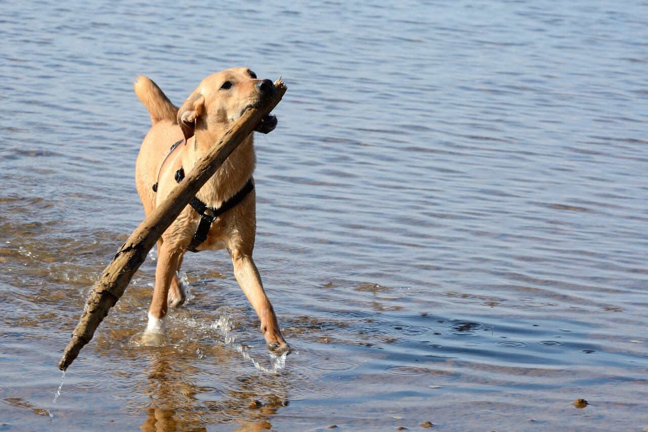 棒を運ぶ犬