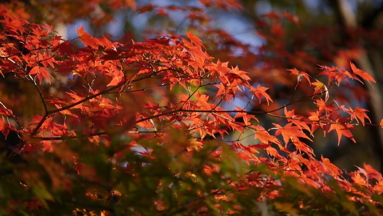 紅葉